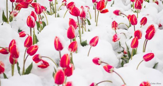 В руке твоей, в крови моей - клинок
