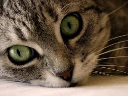 Наш кот Кузя