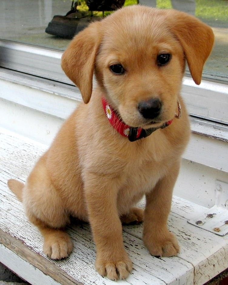 Порода рыжих собак с названиями - Olphoto.ru