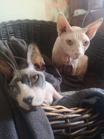 Голые кошки