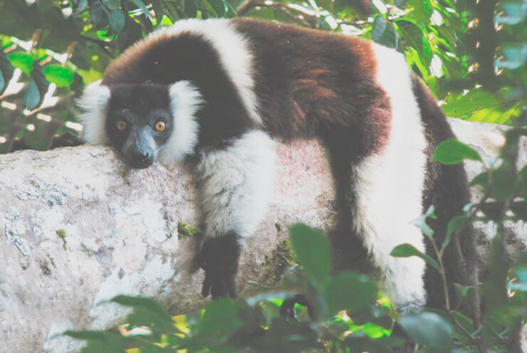 Вари, коренной мадагоскарец