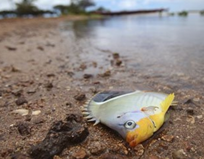 Экспромт наЗвонок Дорофеи Заречной