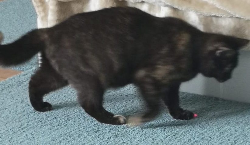 Королева-кошка в ожидании