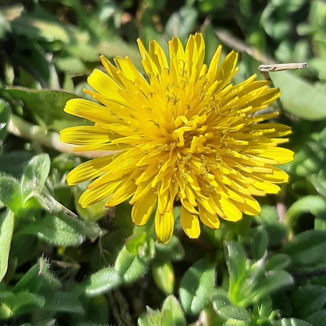 Весны вам в ленту господа!!!