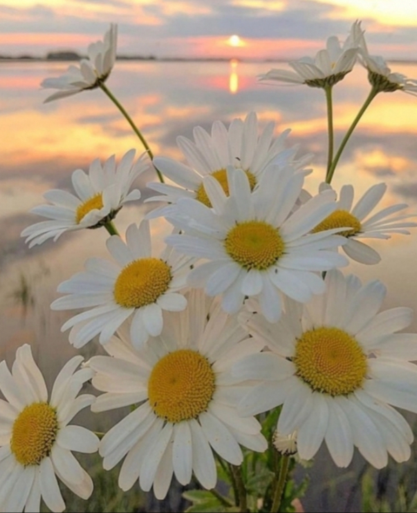 Руси ромашки