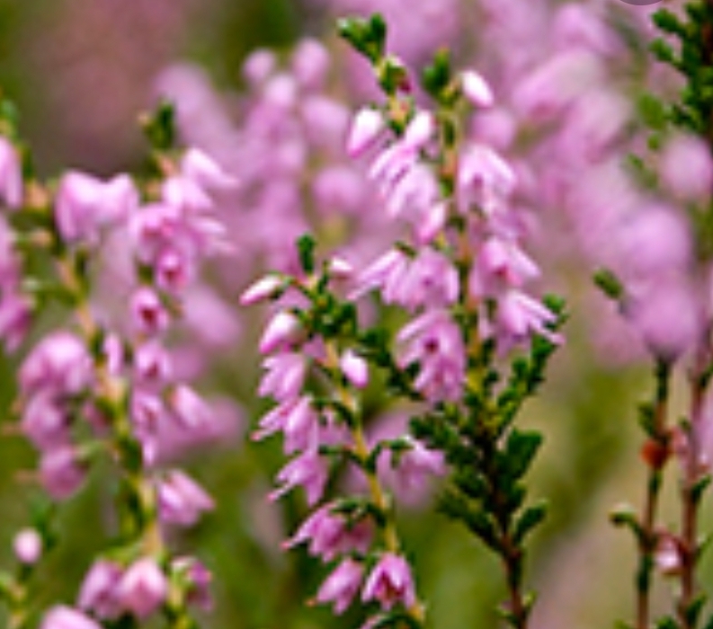 Вересковый поцелуй