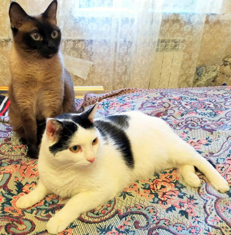 Мурзик в гостях у Миньки