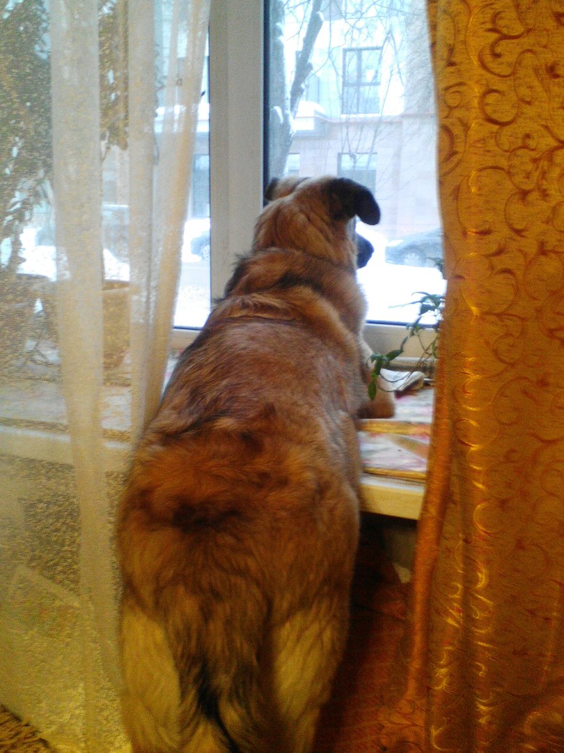 Ревность собаки Матильды