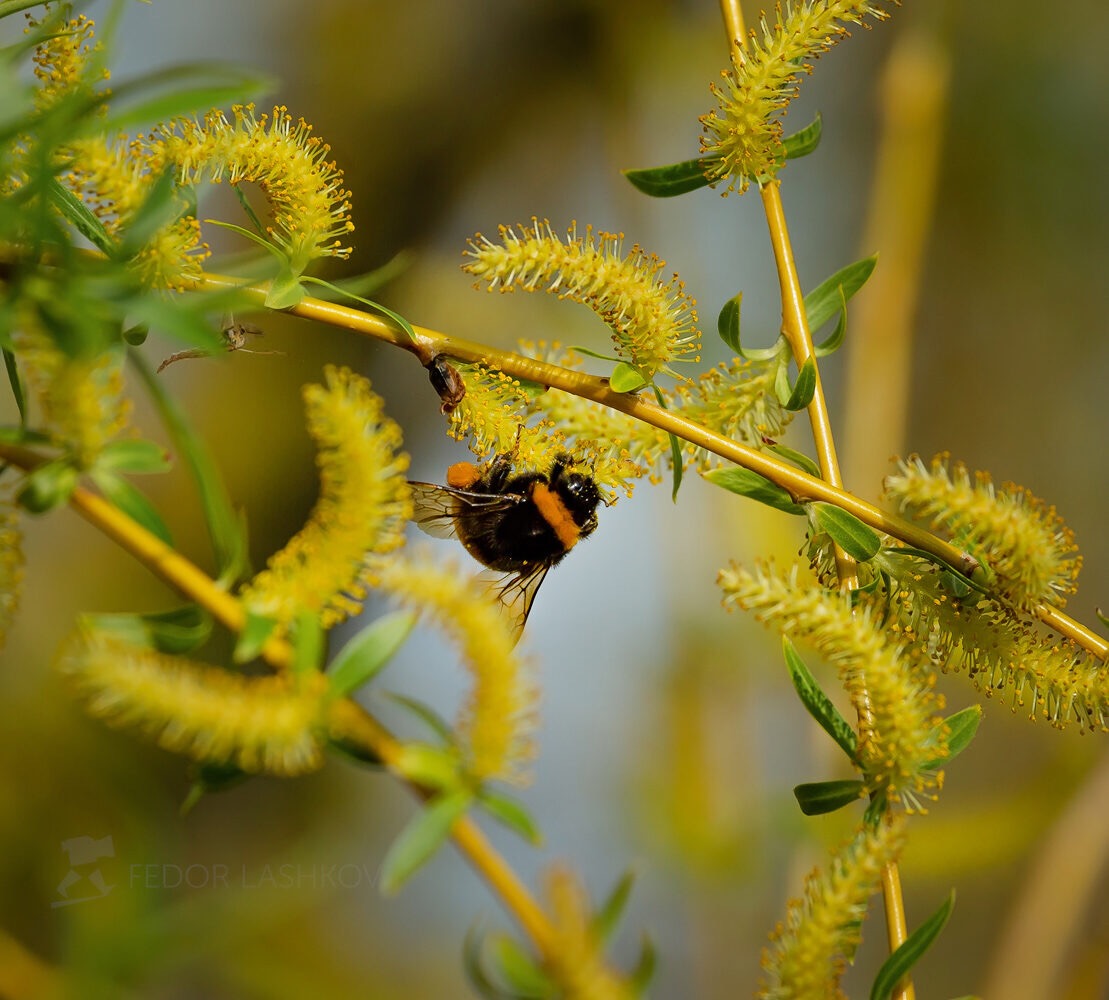 Про одного ловеласа