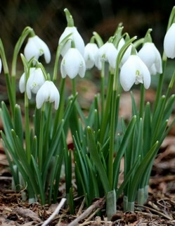 Как прекрасно весеннее Благо...