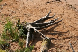 видений незнакомых чуткий пленный
