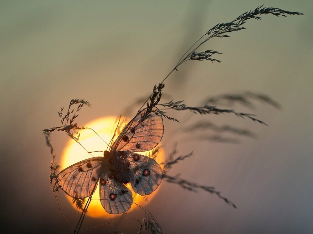 Разве спрашивал ты?