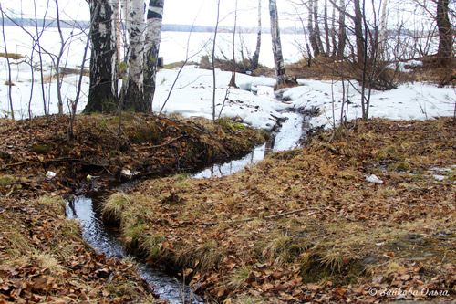 А лес ещё сугробов полон...