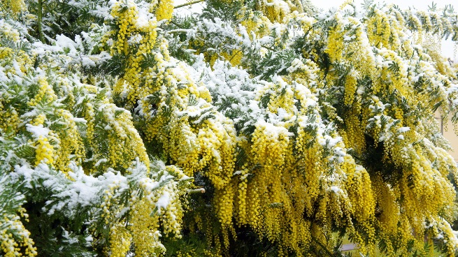 Весна, где ты бродишь?