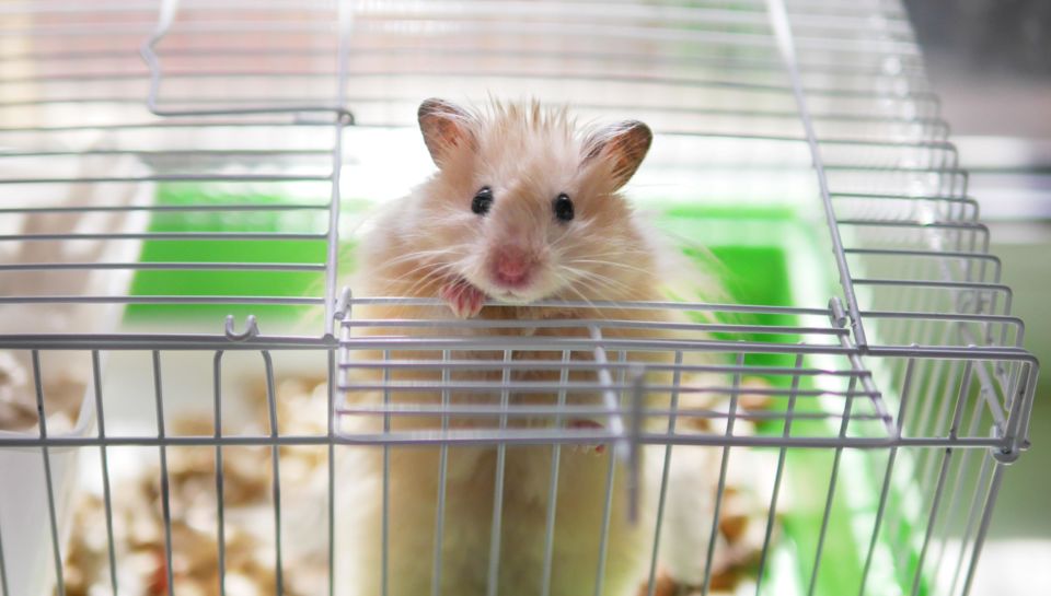 Что на душе у хомяка?