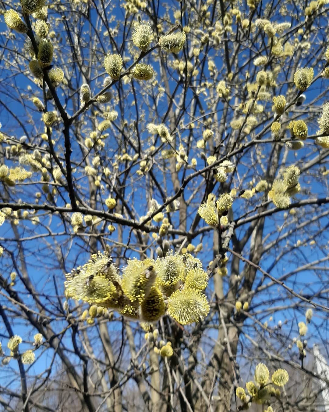 Весна идёт, вокруг цветёт!