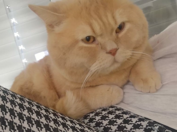 Рыжий кот с янтарными глазами