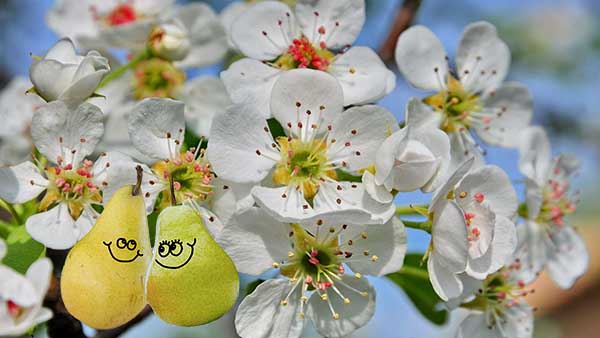 В грушевом саду