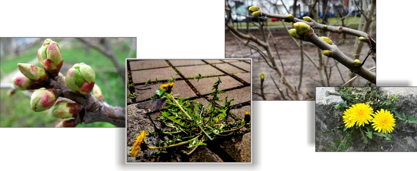 И к одуванчику в траве сирень прильнет украдкой