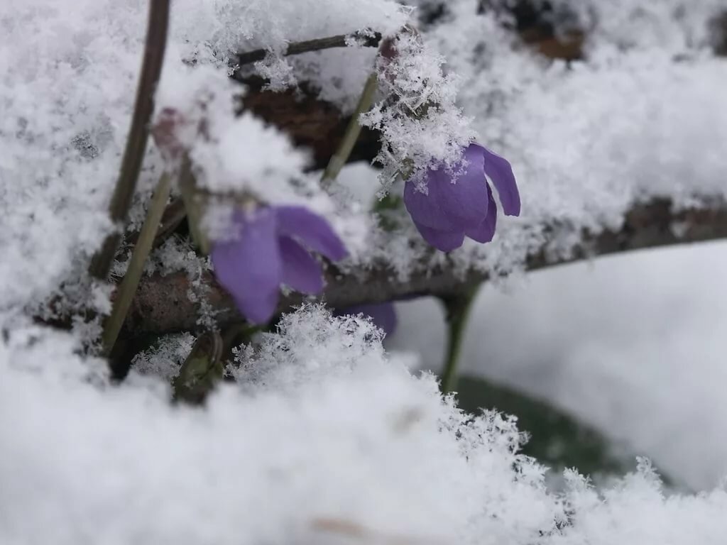 Судьба под снегом. Цветы из под снега. Подснежники зимой. Подснежники в снегу.