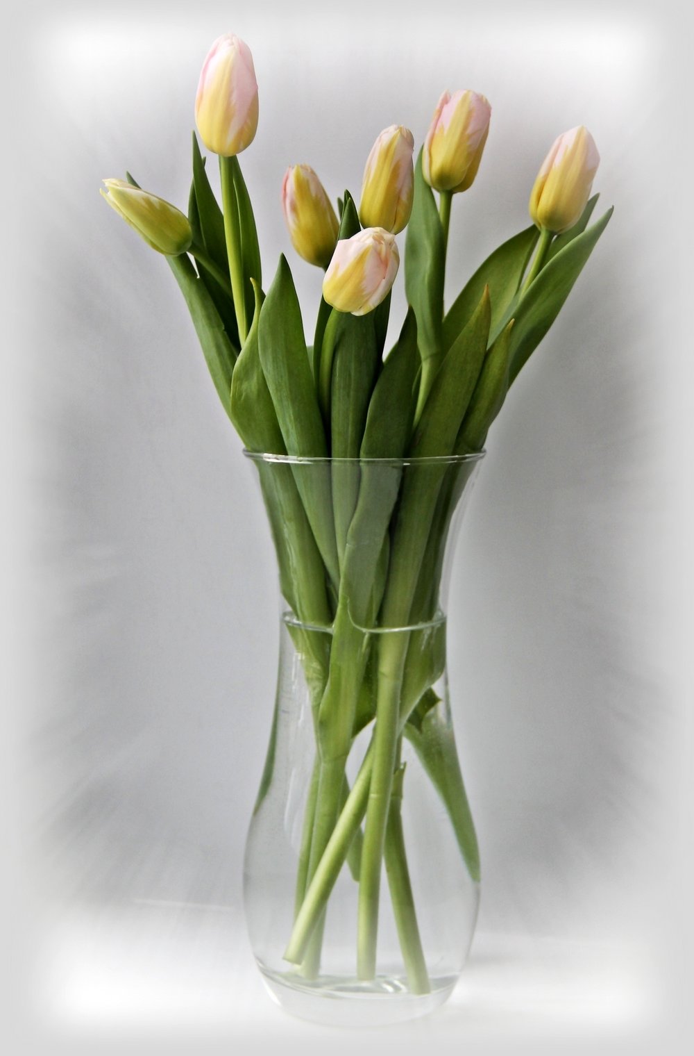Как выглядят 7 тюльпанов. Тюльпаны в стеклянной вазе. Тюльпаны в вазе. Тюльпаны Нераскрытые. Тюльпаны в вазе с луковицей.
