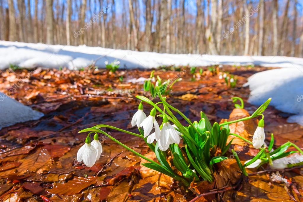 Последний снег