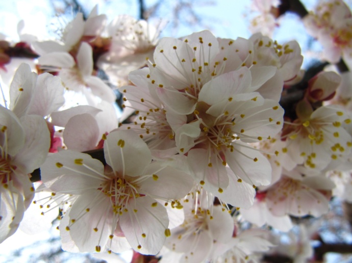 Весенний день глазами моего кота