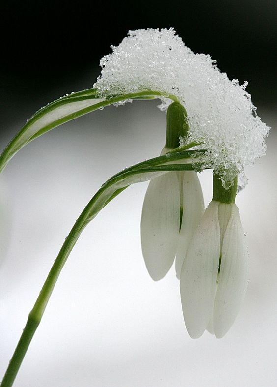 Весну никто не отменял