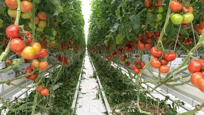 Нелегал из Сенегала