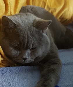 Кошкинa серенадa, ,Serenata felina