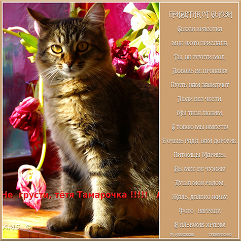 Привет от Сьюзи