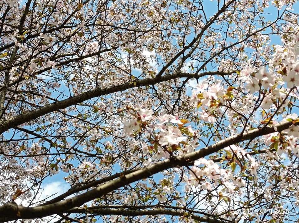 О вишня та...