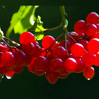 Тебе одной...