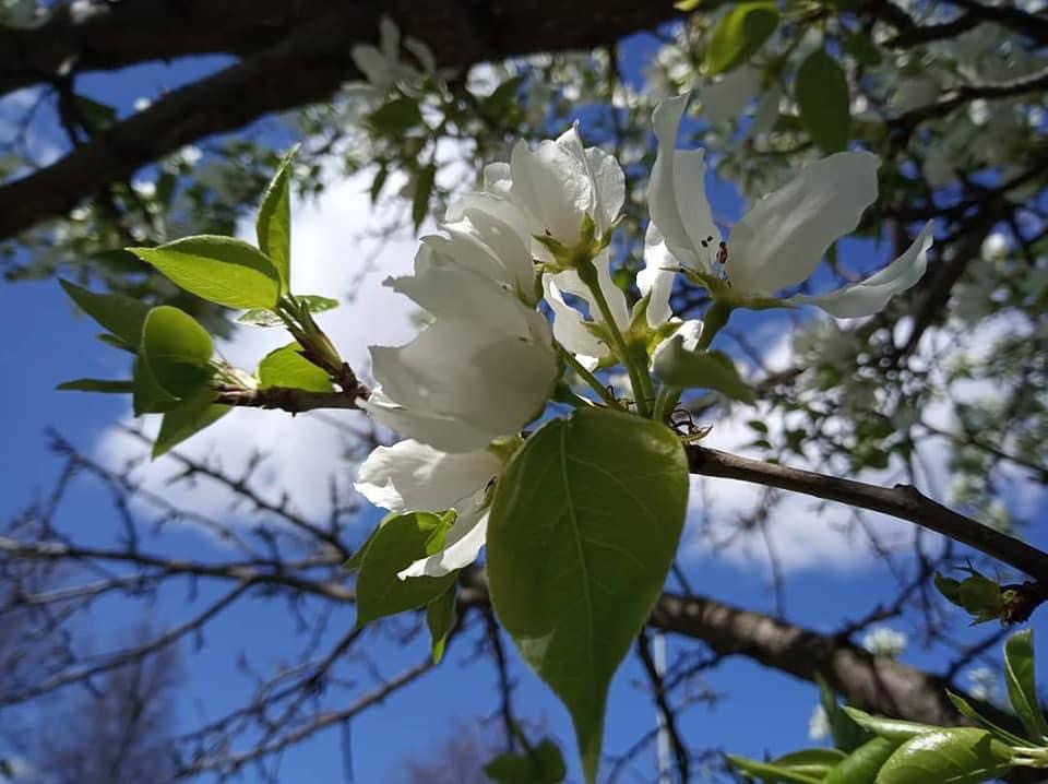 Как лучезарно небо голубое...