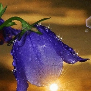 Я радуюсь утреннему всполоху