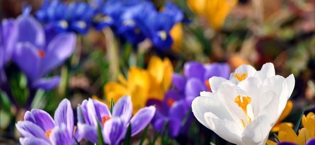 Весна-цветок красивый...