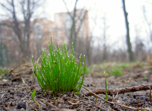 На Балтике сейчас царит весна