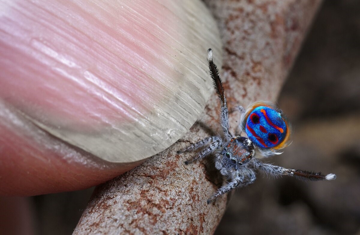 Паук Maratus volans