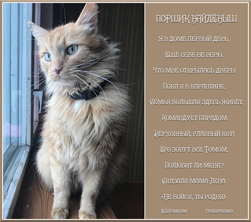 Поршик найдёныш