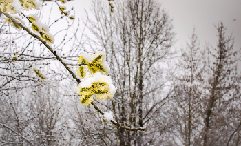 Вторая декада апреля