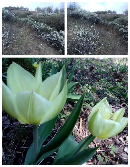 где бы ты не был яс