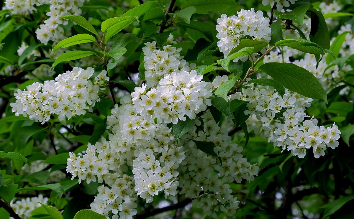 Зацвела черемуха весною