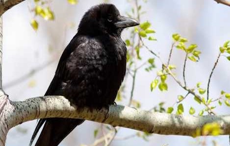 Императрица яркого трона