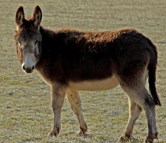 Притча про неконструктивную критику