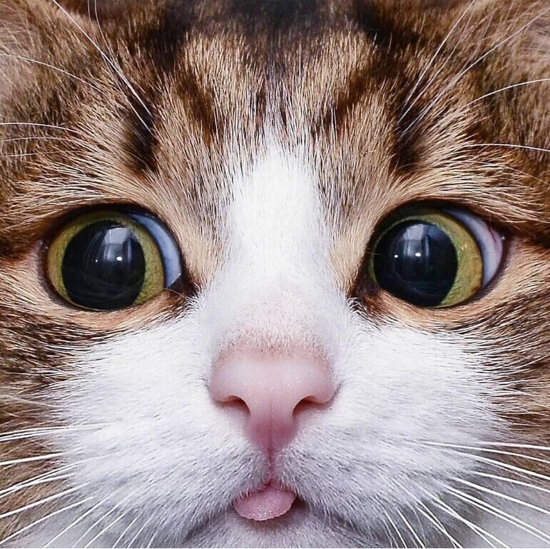 Матрёшкина печалька