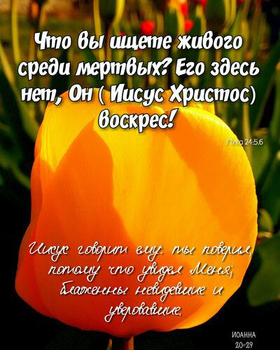 Сегодня друг другу все шлют поздравление