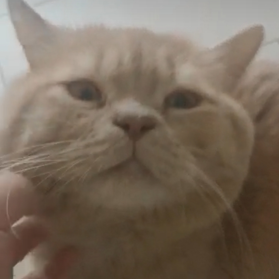 Мысли об участи котов