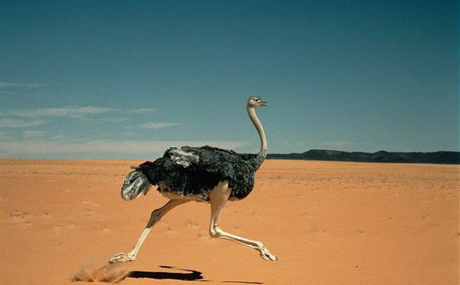 Прячет ли страус голову в песок?