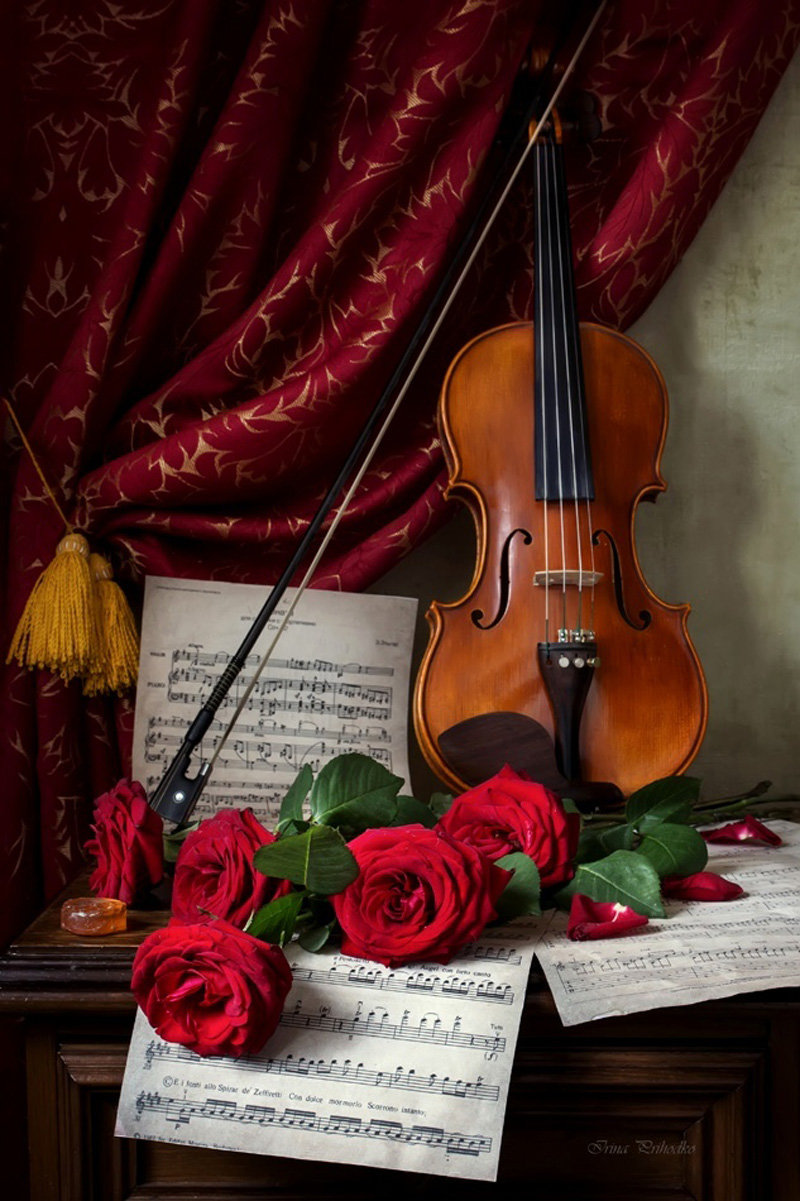 Нежная музыка скрипки. Скрипка. Красивая скрипка. Натюрморт со скрипкой. Скрипка и цветы.