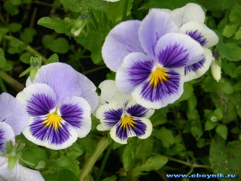 Тихо шепни...